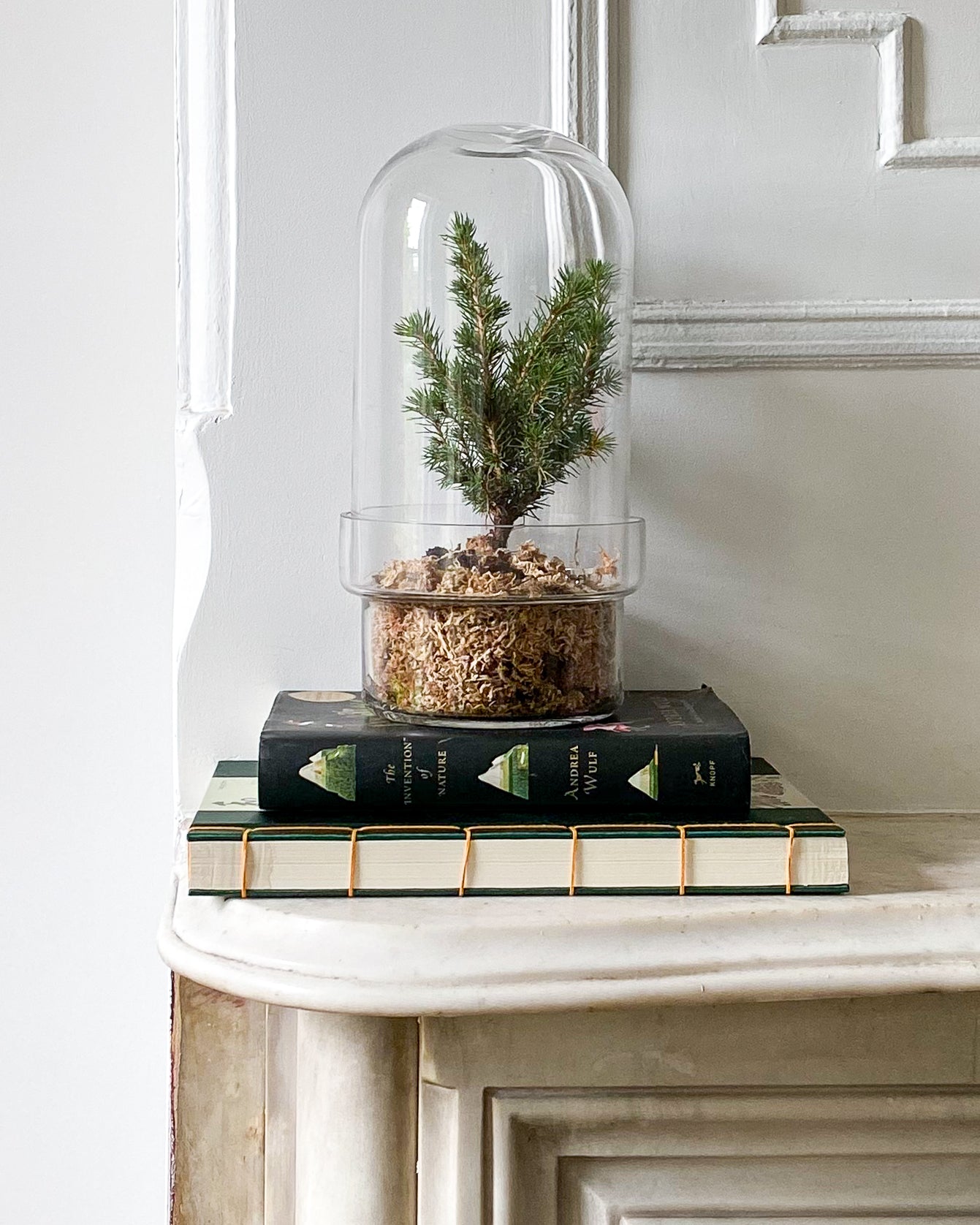 Botanist's Terrarium